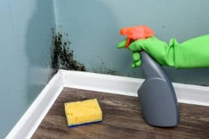 Spray bottle and sponge near black mould wall